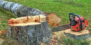 Best Tree Removal  in Trappe, MD