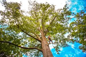 Best Tree Mulching  in Trappe, MD