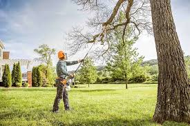  Trappe, MD Tree Removal Pros