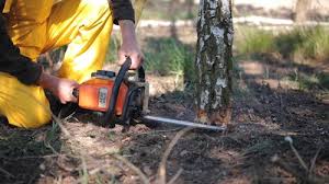 Best Tree Cabling and Bracing  in Trappe, MD