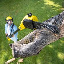 Best Fruit Tree Pruning  in Trappe, MD