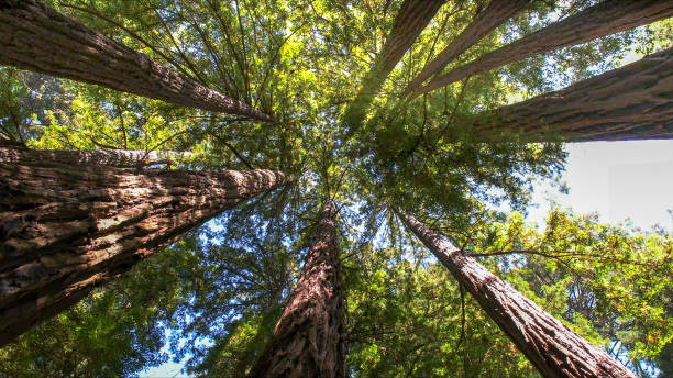 Best Tree and Shrub Care  in Trappe, MD