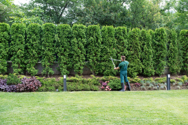 Best Emergency Tree Removal  in Trappe, MD