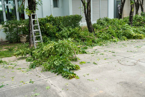 Trusted Trappe, MD Tree Removal Experts