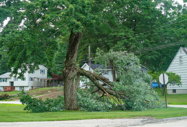 Best Tree Trimming and Pruning  in Trappe, MD