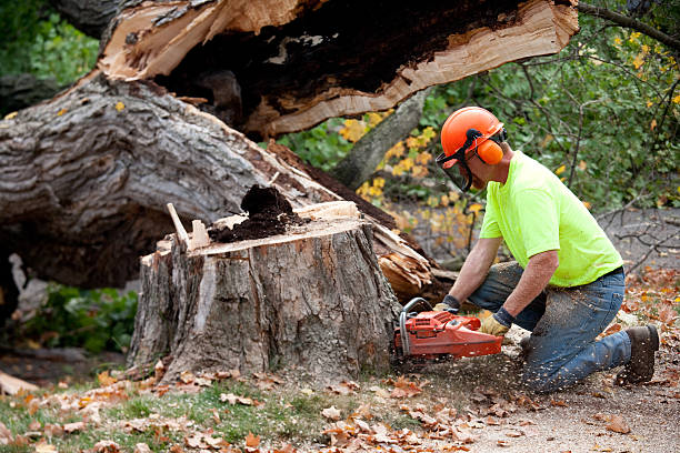 How Our Tree Care Process Works  in  Trappe, MD