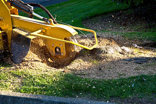 Best Storm Damage Tree Cleanup  in Trappe, MD